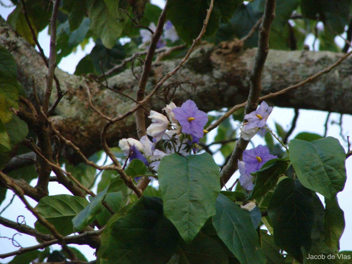 Solanum wrightii Benth.